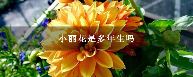 小丽花是多年生吗