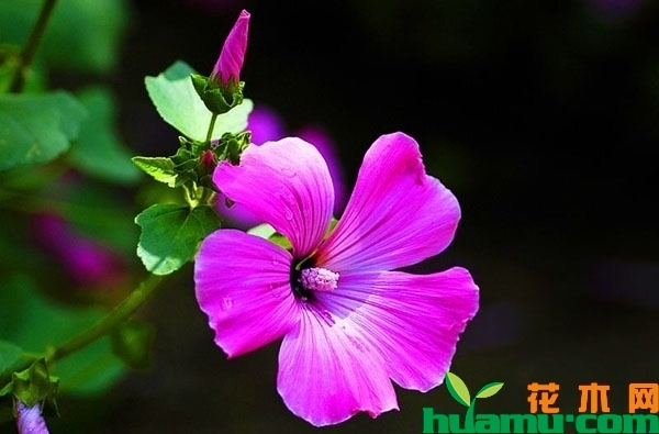 锦葵花