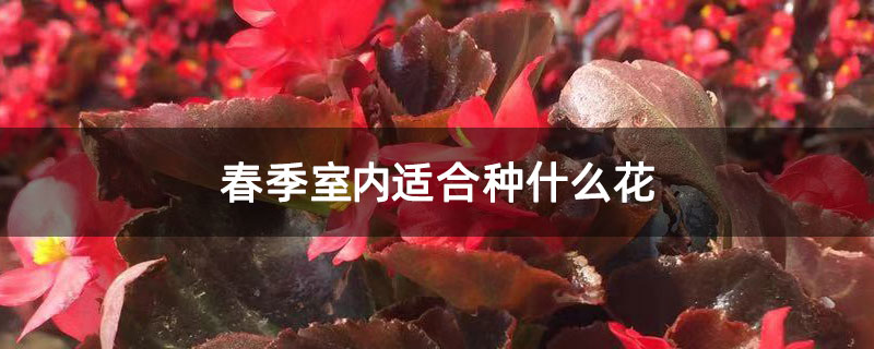 春季室内适合种什么花