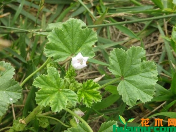 圆叶锦葵