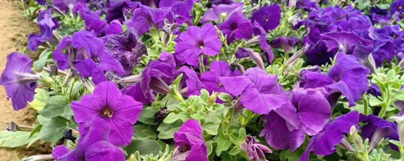 紫色矮牵牛花
