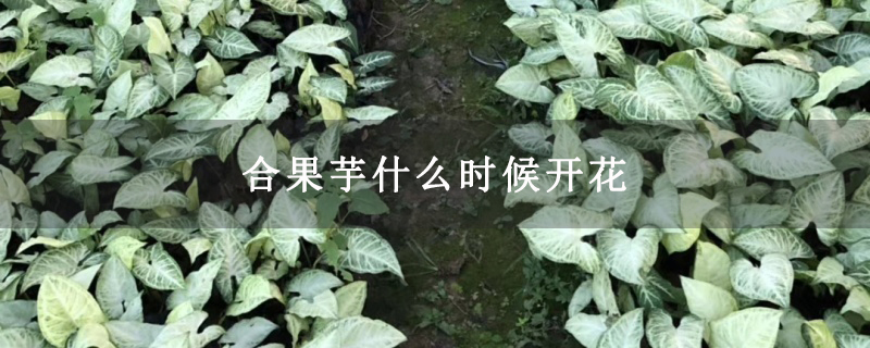 合果芋什么时候开花