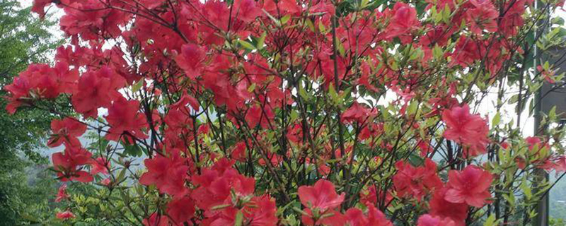 长沙市花是什么花