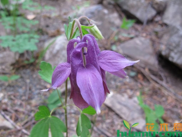 华北耧斗菜