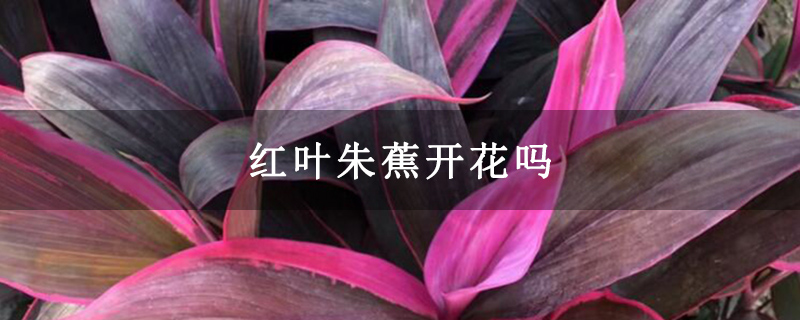 红叶朱蕉开花吗