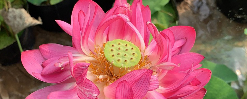潜江市花是什么花