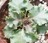 植物出现5种情况，千万不要施肥！