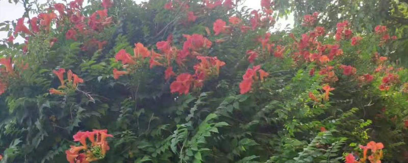 美国凌霄花和中国凌霄花的区别 美国凌霄花和中国凌霄花的区别