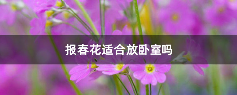 报春花适合放卧室吗