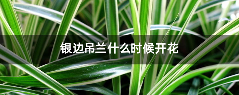 银边吊兰什么时候开花