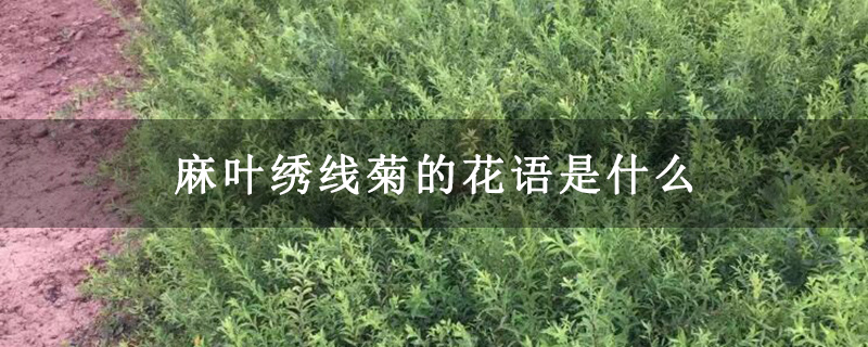 麻叶绣线菊的花语是什么