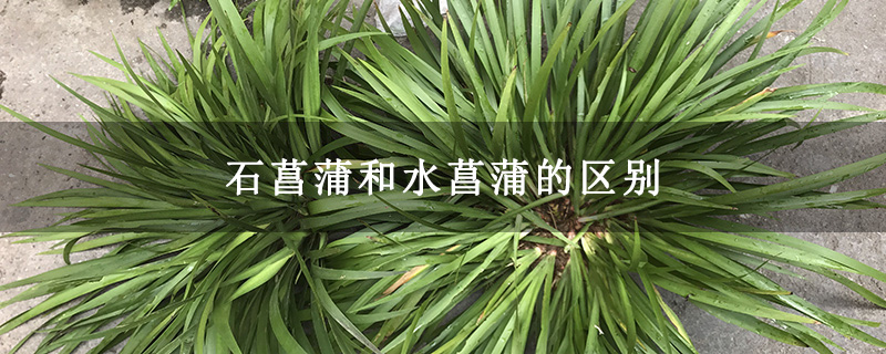 石菖蒲和水菖蒲的区别