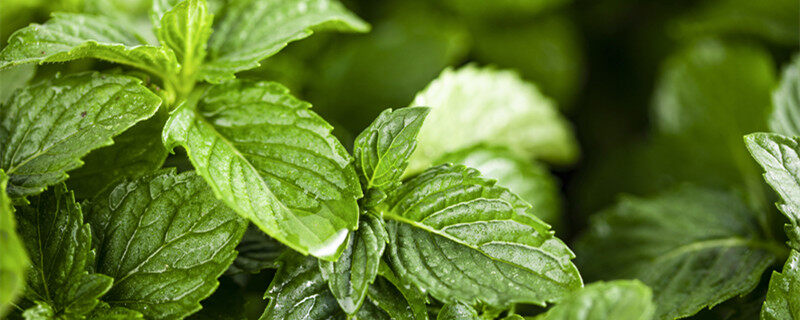 摄图网_500950458_banner_绿植薄荷1（企业商用）_副本.jpg