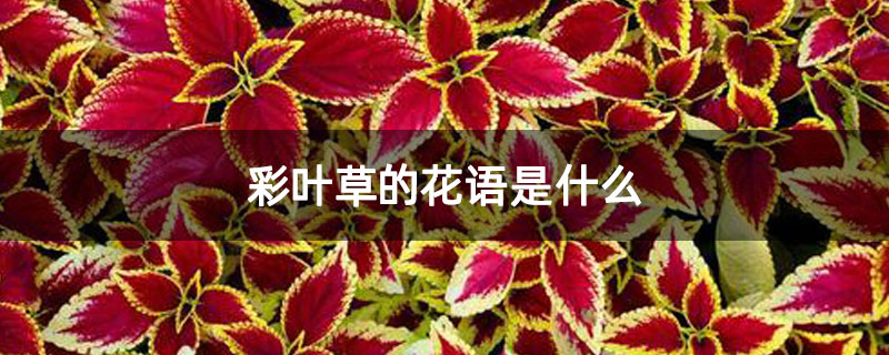 彩叶草的花语是什么