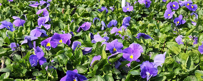 春季花坛草花有哪几种
