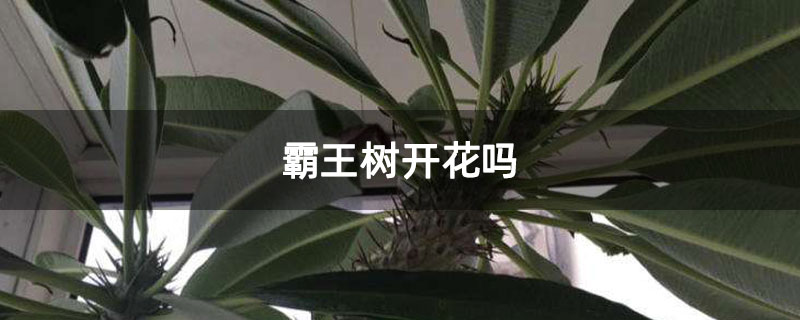 霸王树开花吗
