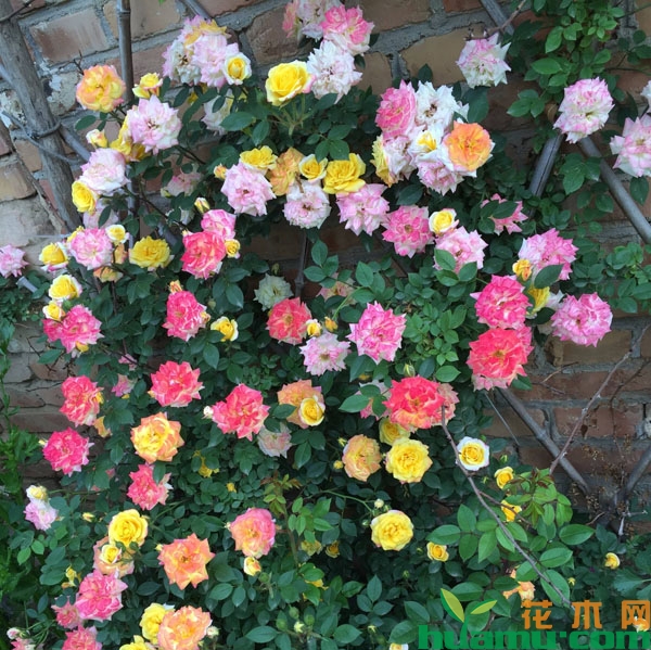 藤彩虹月季