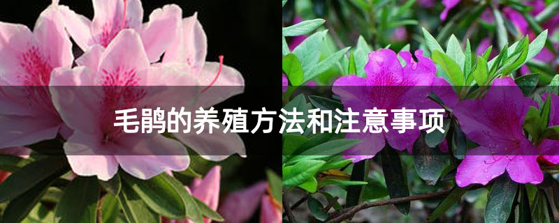 毛鹃的养殖方法和注意事项