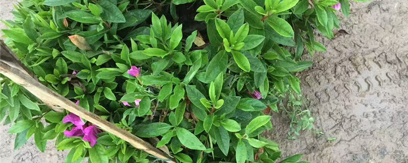 吉安市花是什么花