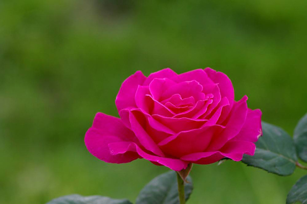 月季的花语是什么？月季的寓意和象征