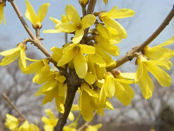 金钟花的花语是什么？金钟花的寓意和象征