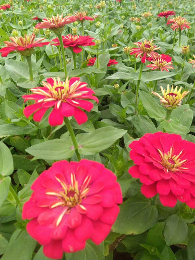 百日草的花语是什么?百日草的寓意和象征