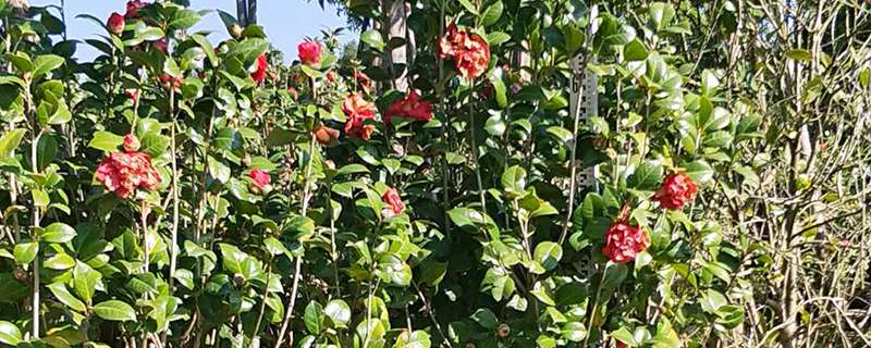 河池市花是什么花