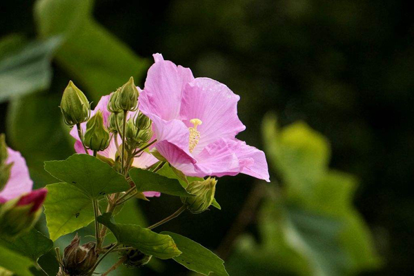 芙蓉的花语是什么？芙蓉的寓意和象征