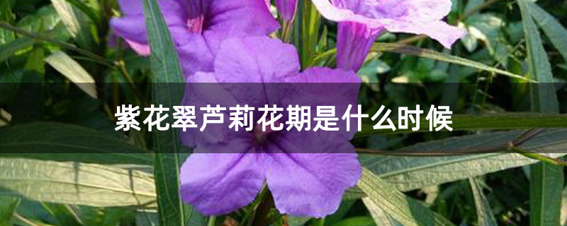 紫花翠芦莉花期是什么时候