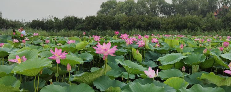 荷花种植基地实拍图