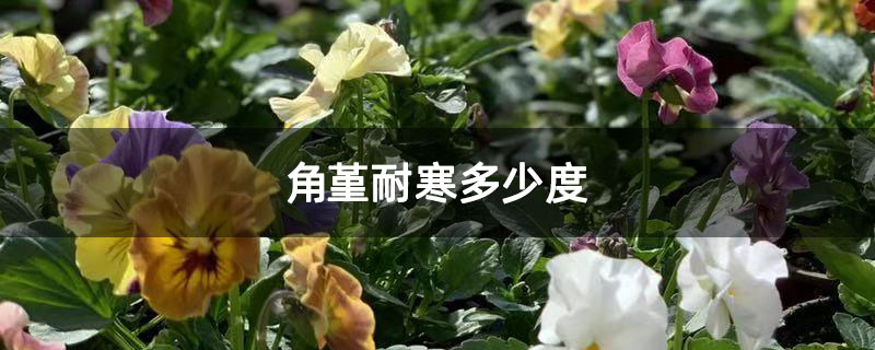 角堇耐寒多少度