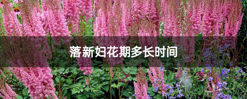 落新妇花期多长时间