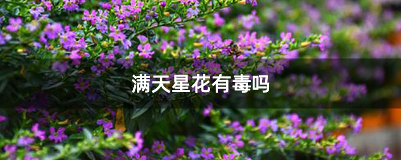 满天星花有毒吗