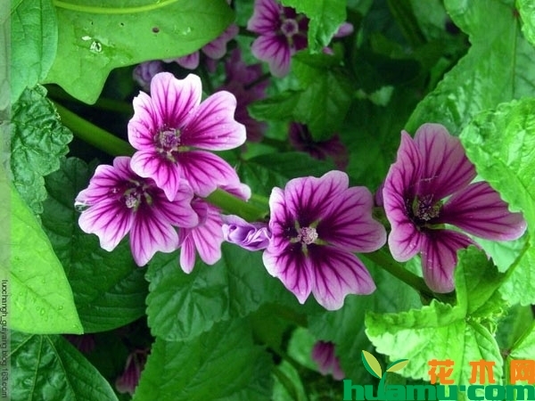 锦葵花