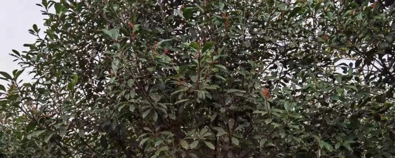 木犀花什么季节开花