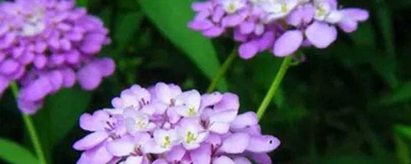 蜂室花耐寒吗