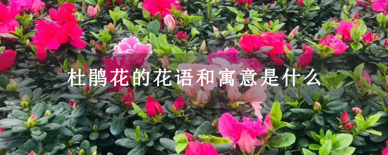 杜鹃花的花语和寓意是什么