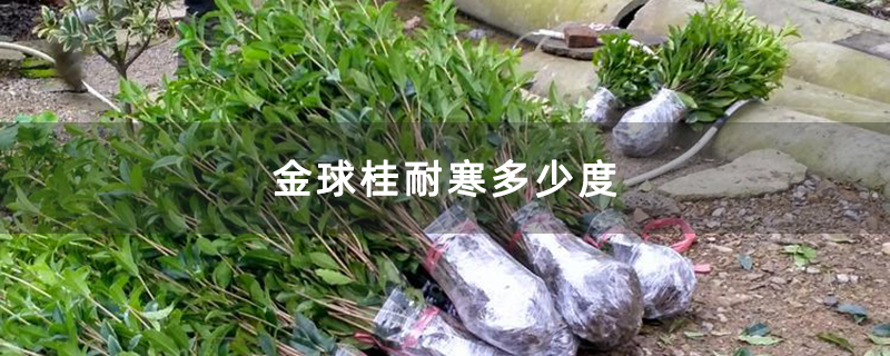 金球桂耐寒多少度