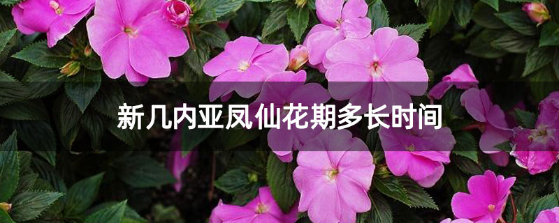 新几内亚凤仙花是多年生的吗