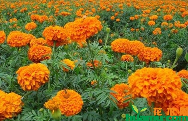 万寿菊有毒吗? 万寿菊有毒吗?