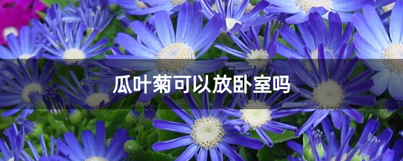 瓜叶菊可以放卧室吗