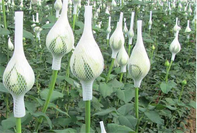 粉玫瑰的花语是什么?粉玫瑰的寓意和象征