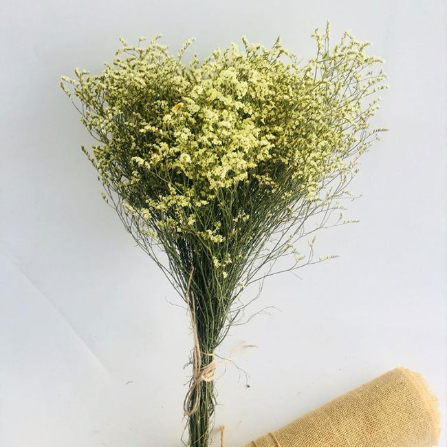水晶草的花语是什么?水晶草的寓意和象征
