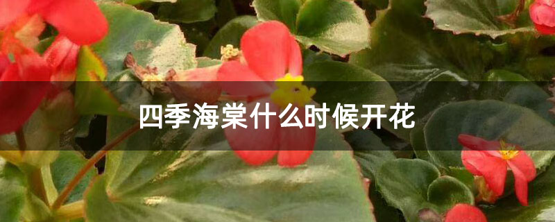 四季海棠什么时候开花.jpg