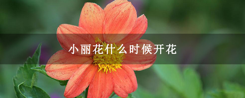 小丽花什么时候开花