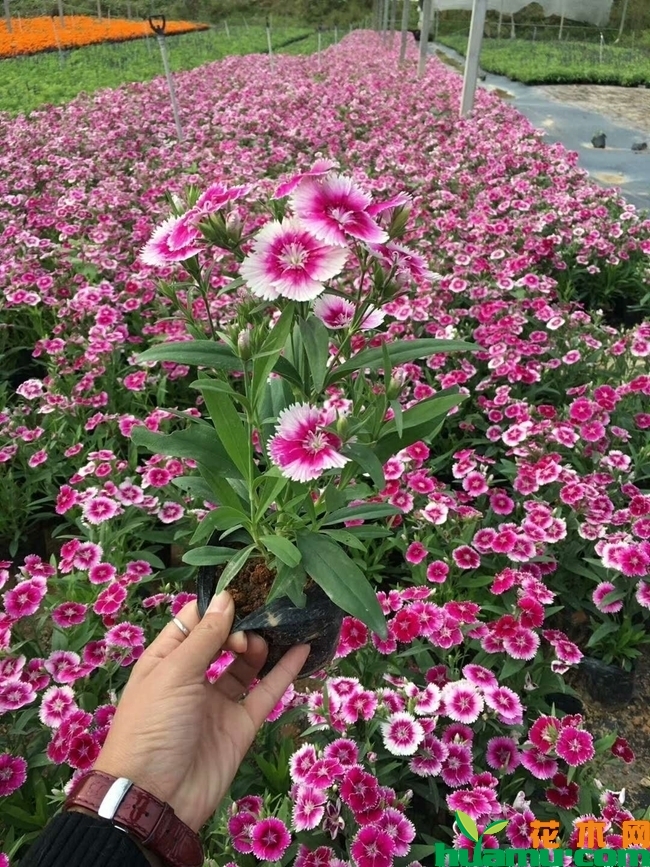 石竹花实拍图片.jpg