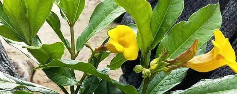 香水茉莉什么时候开花