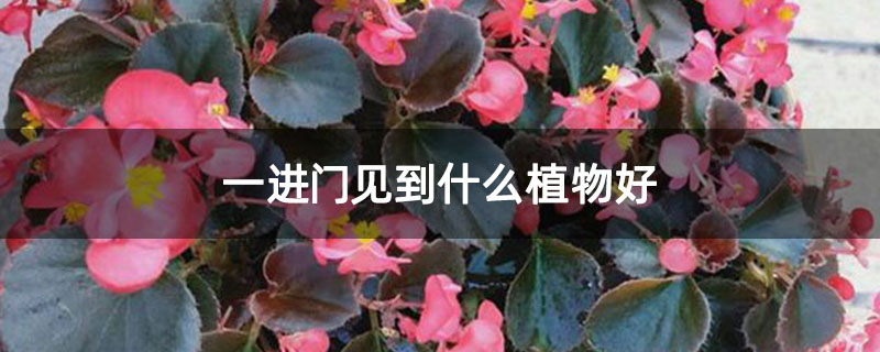 一进门见到什么植物好