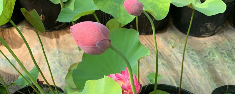 荆州市花是什么花