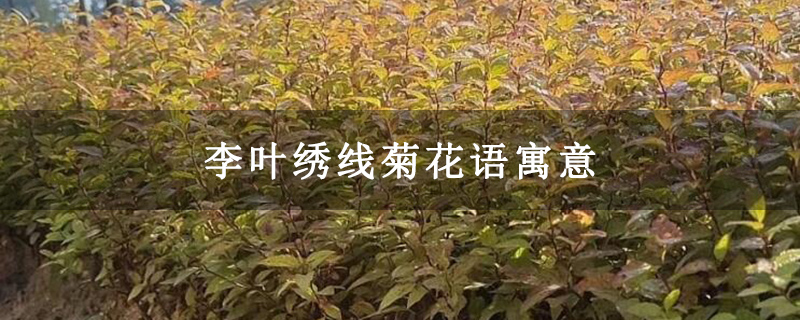 李叶绣线菊花语寓意